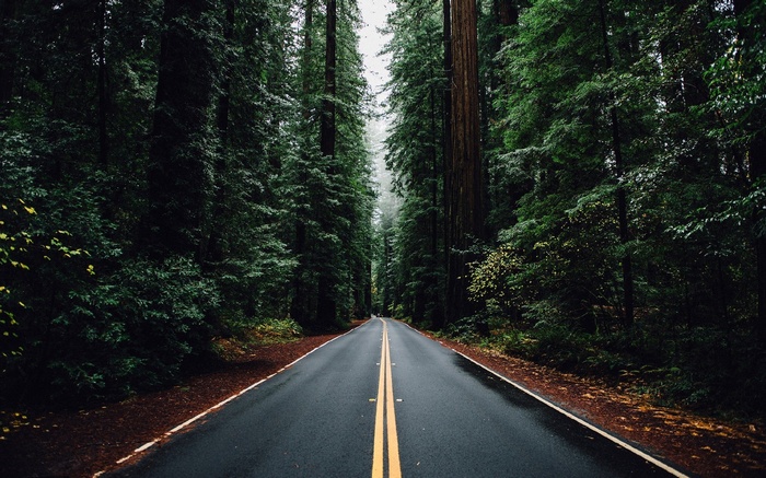 A road through a dense forest of tall trees
