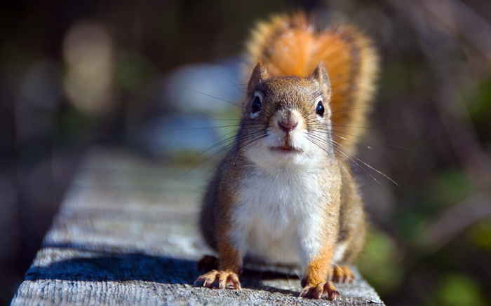 A red squirrel sits on a wooden surface
