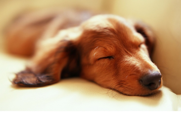 A brown dachshund puppy sleeps peacefully on a couch.