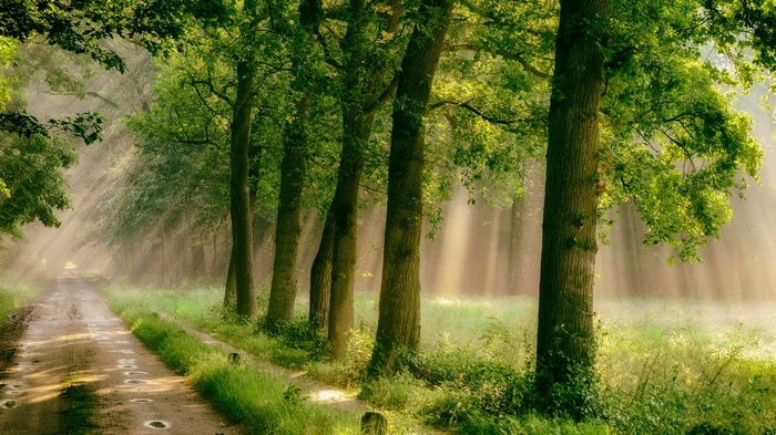 Sunlight filtering through trees onto a forest path