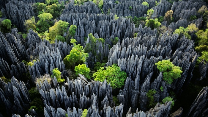 Tsingy de Bemaraha National Park limestone formations with trees