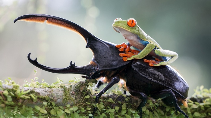 Red-Eyed Tree Frog riding a rhinoceros beetle