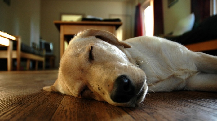 A golden retriever puppy sleeps on a wooden floor.