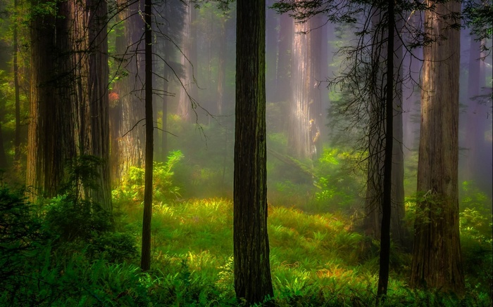 Misty forest with sunlight filtering through trees