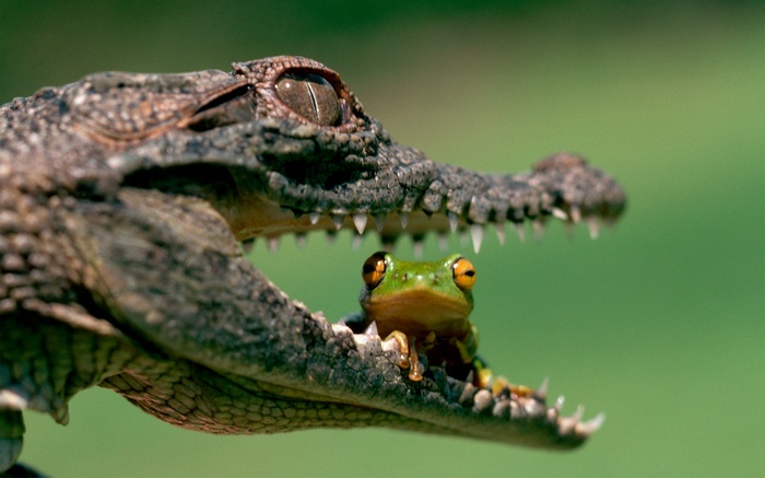 Frog sits in the open mouth of a crocodile