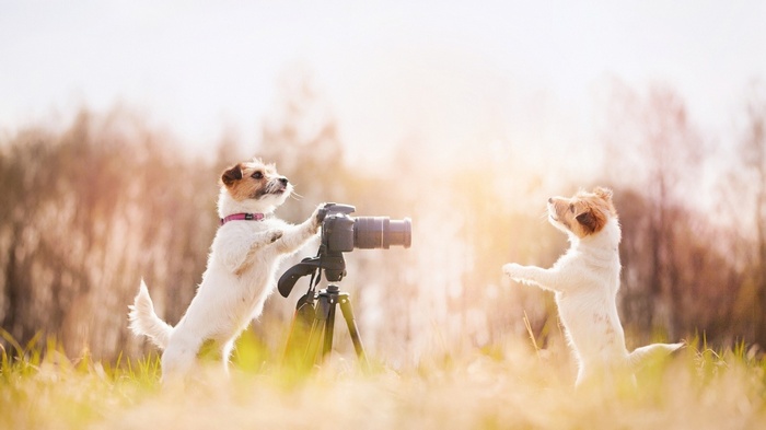 Two dogs with a camera in a field