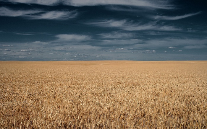 Wheat field under a cloudy sky