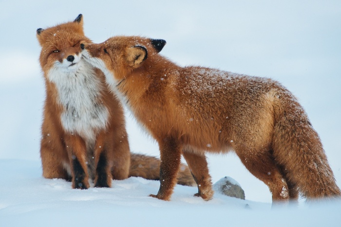 Two foxes interacting in the snow
