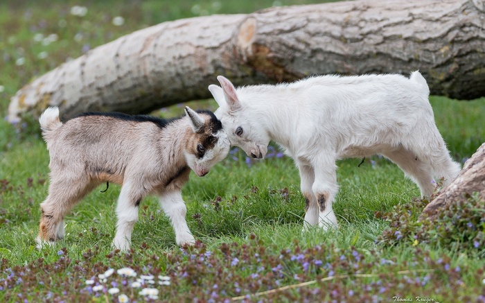 Two baby goats playing in a grassy field