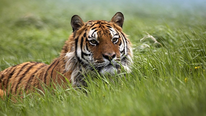 Tiger lying in tall green grass