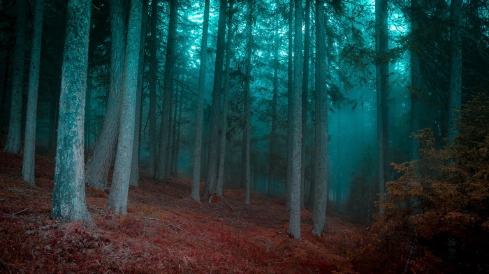 Misty forest with tall trees and red ground cover