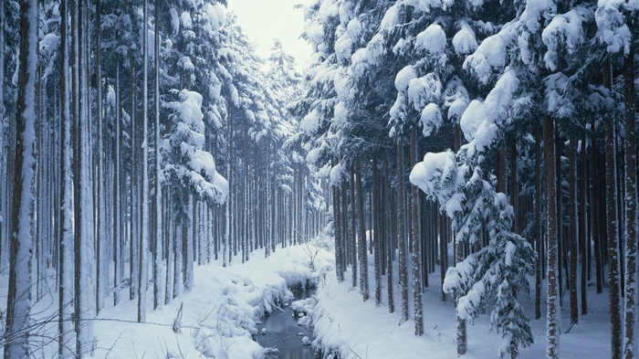 Snowy forest with a stream