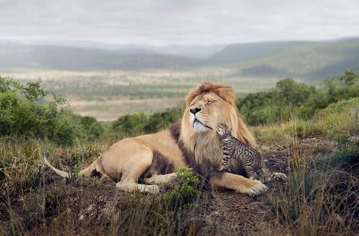 Lion and cat resting on a grassy hill in Africa