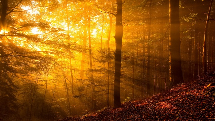 Sun rays filtering through a forest in autumn