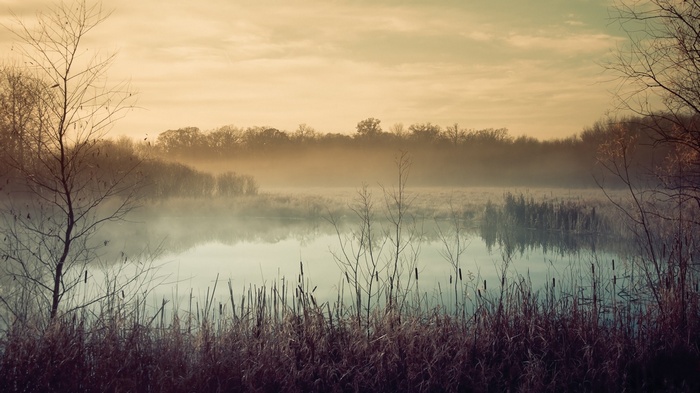 Misty lake with trees and reeds at sunrise