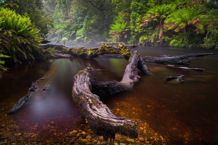 Mossy logs in a misty forest river