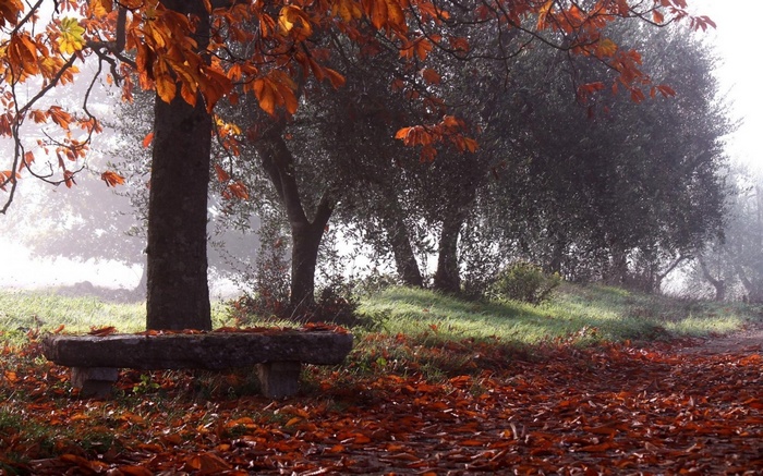 Stone bench in a forest with autumn leaves