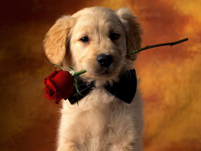Golden Retriever puppy with a rose and bowtie