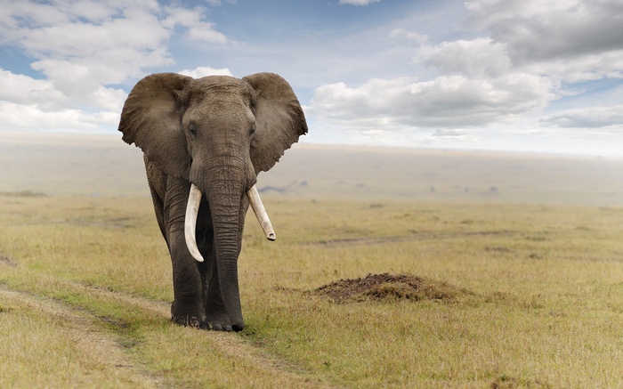 Elephant walking on a dirt path in a grassy field