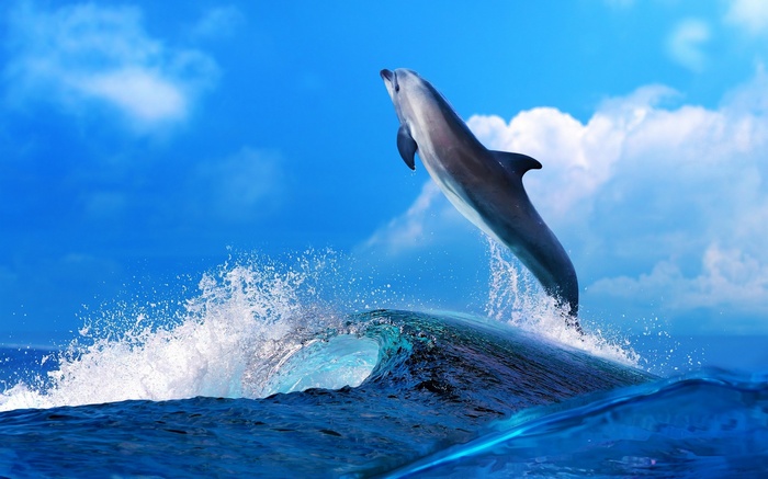 A dolphin leaps from a wave under a blue sky with clouds