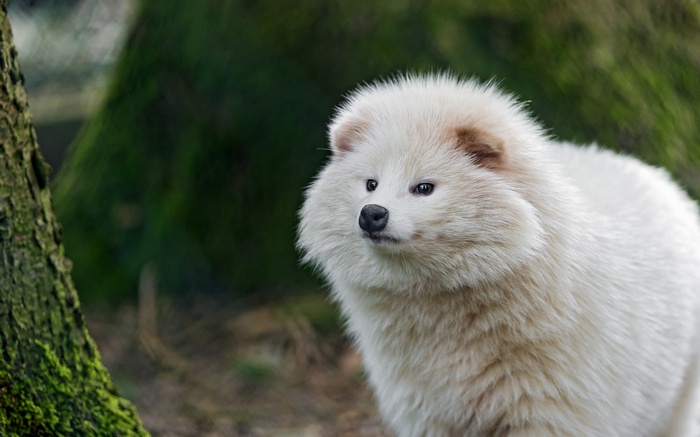 Close-up of a fluffy white animal in a forest