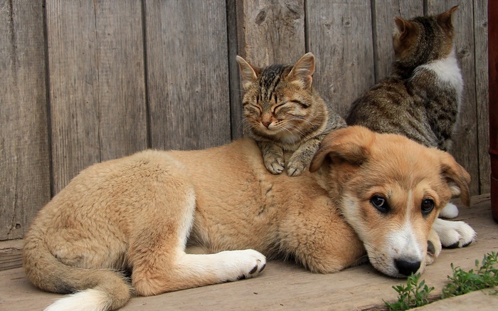 A dog and two cats resting together