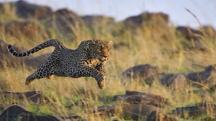 Leopard running through tall grass and rocks