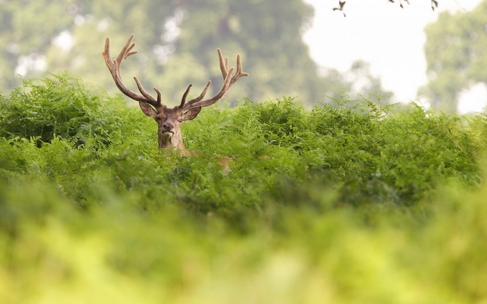 A stag with large antlers stands in ferns