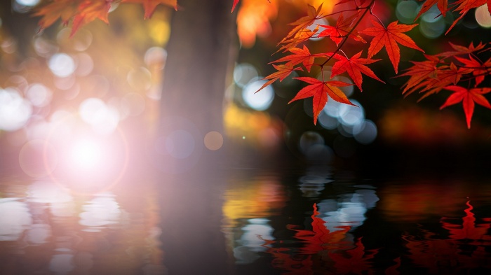 Red maple leaves reflected in water with bokeh lights