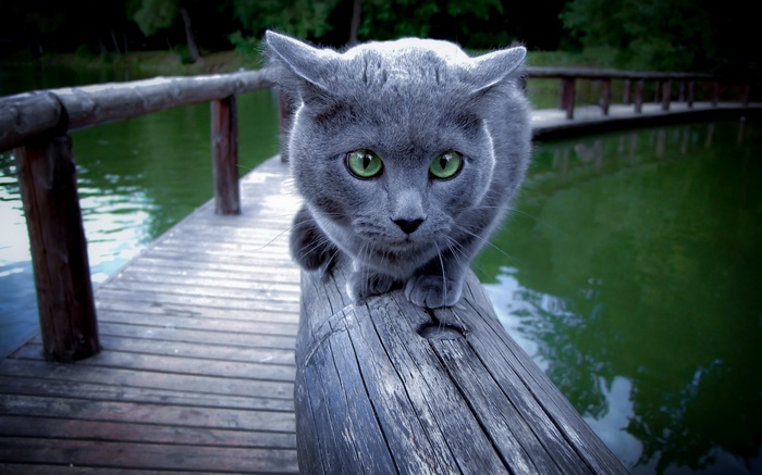 Russian Blue cat on a wooden pier by a lake