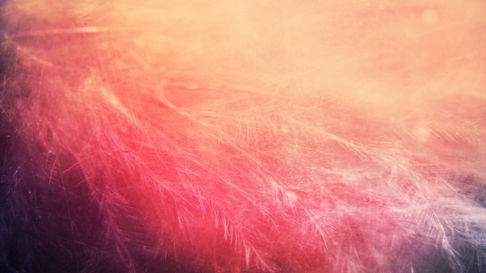 Close-up of soft feathers with pink and orange light
