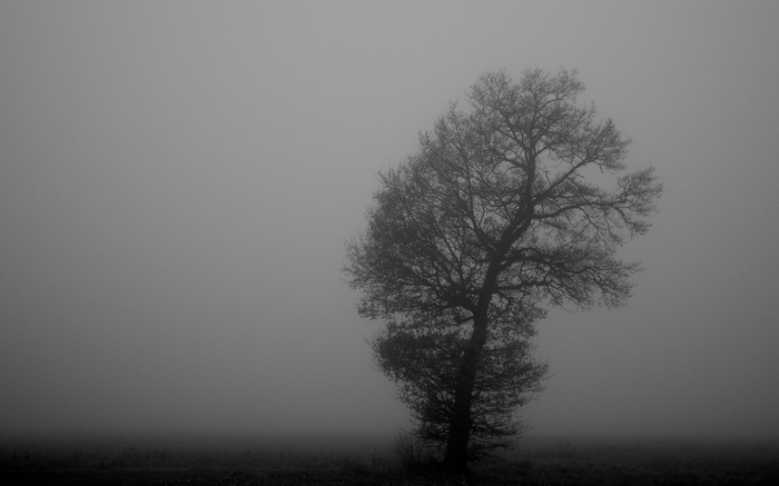 Monochrome tree in mist