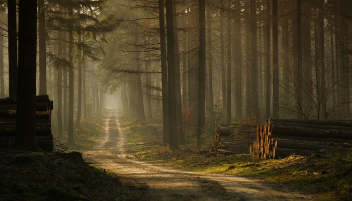 Misty forest road with sunlight filtering through trees