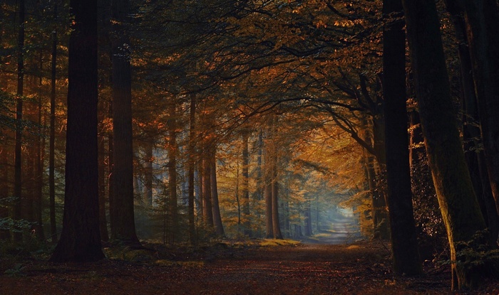 Autumn forest path with sunlight filtering through trees