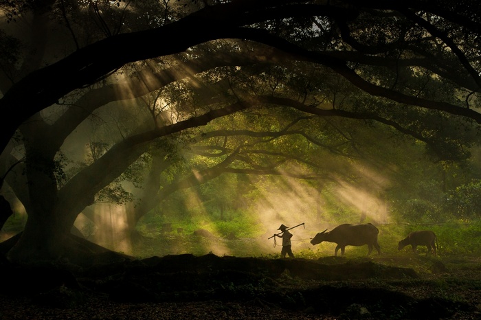 Farmer walking with buffalo in a sunlit forest