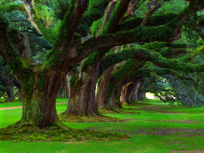 Ancient oak trees covered in moss in a green landscape