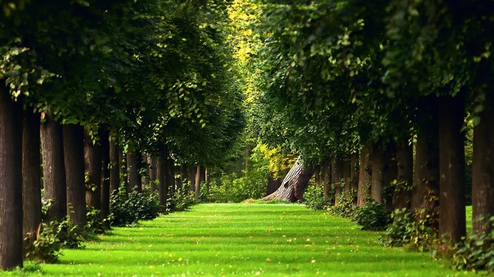 A tree-lined path through a green park with a fallen tree