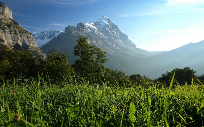 Grassy meadow with snowy mountain peak in background