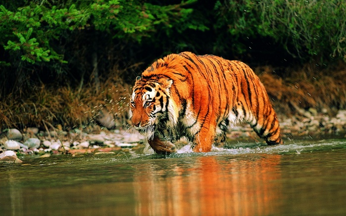 Tiger walking through a river