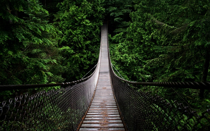 Suspension bridge through a dense green forest
