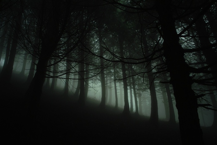 Dark forest with mist and silhouetted trees