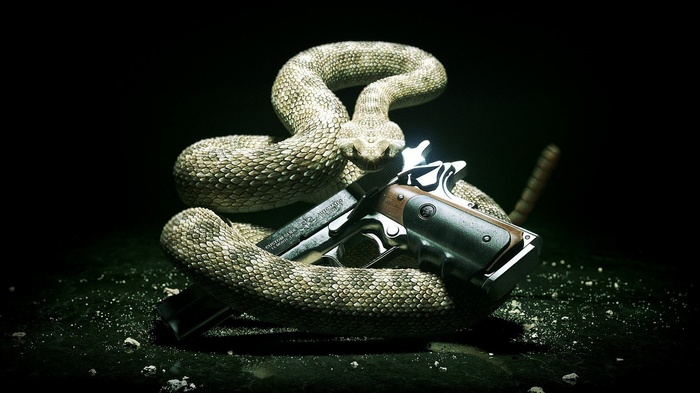 Rattlesnake coiled around a 1911 pistol