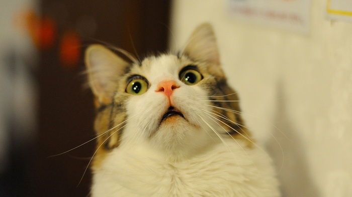 A cat with a surprised expression looking up