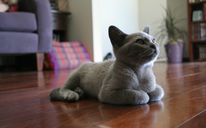 Russian Blue cat lying on a wooden floor