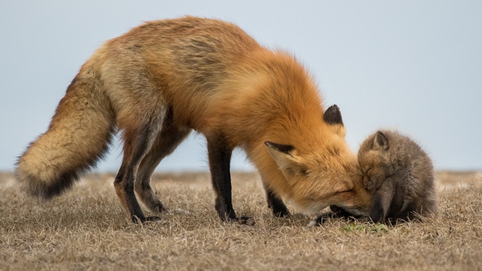 Mother fox nuzzles sleeping kit in dry grass
