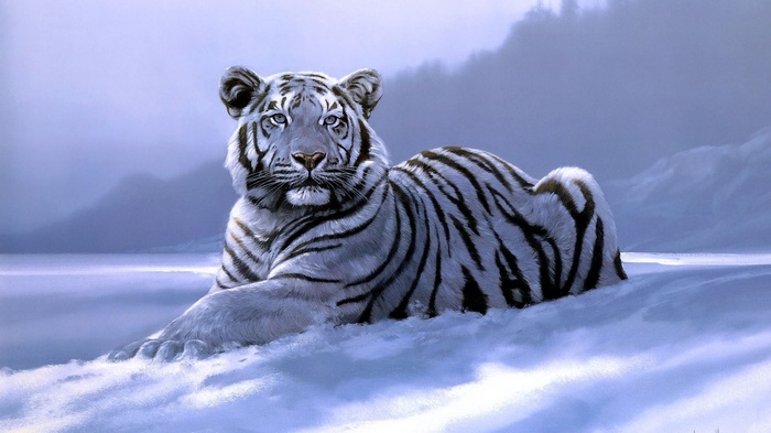 White tiger lying in snow artwork