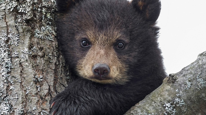 animals, bears, baby animals