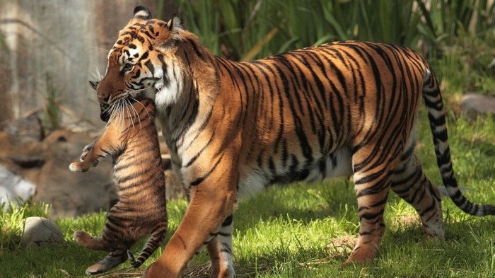Mother tiger carrying her cub