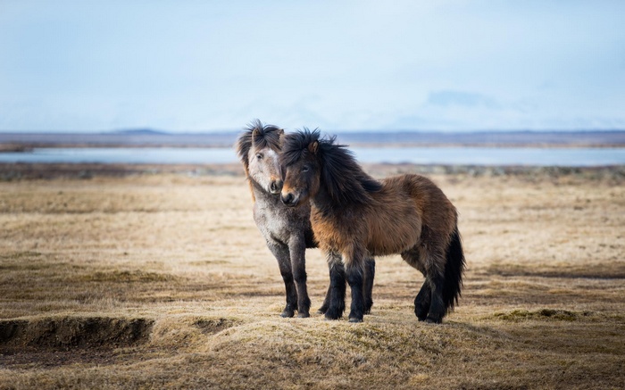Two Icelandic horses in a field