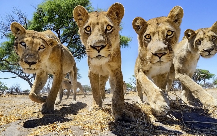 Lions approaching the camera in the African savanna